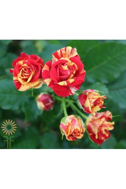 Троянда Фаєр Флеш